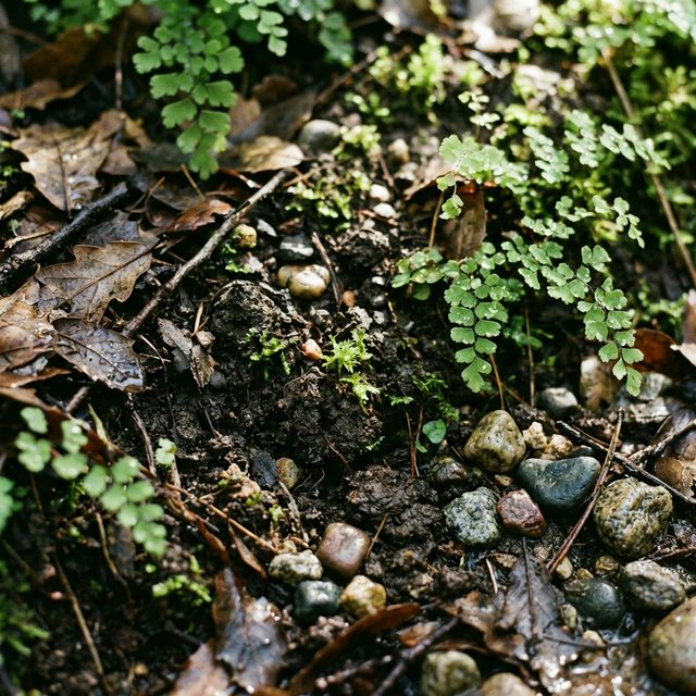 Rich riparian soil in the San Gabriel canyon
