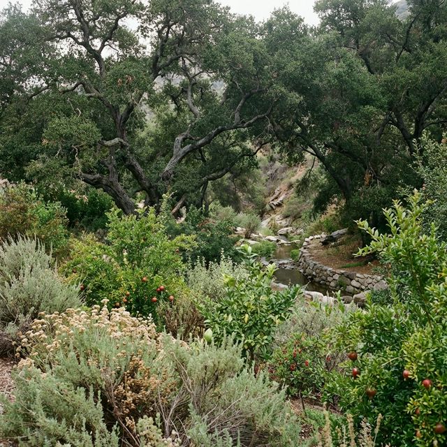 Oak-led food forest in a canyon landscape