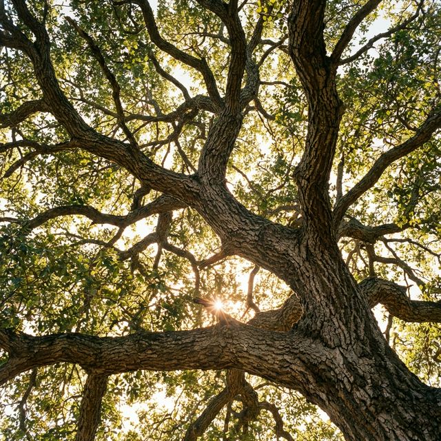 Looking up through the California Live Oak canopy